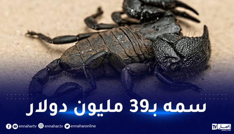 مصر.. العقرب الأكثر فتكا على وجه الأرض يخرج من جحره