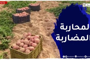 الوادي: بانتاج يفوق 12 مليون قنطار..البطاطا في طريقها لغزو السوق