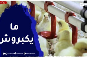 “الشلف : مربو الدواجن..ضحايا كتكوت “الكوكلي