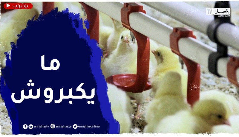 “الشلف : مربو الدواجن..ضحايا كتكوت “الكوكلي