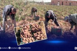 النعامة..انطلاق عملية جني البطاطا ببلدية عين بن خليل الحدودية