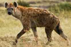 فيروس كورونا ينتقل إلى الضباع