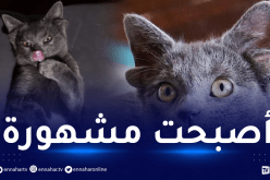 شاهد.. قطة بـ 4 آذان تغزو مواقع التواصل الإجتماعي