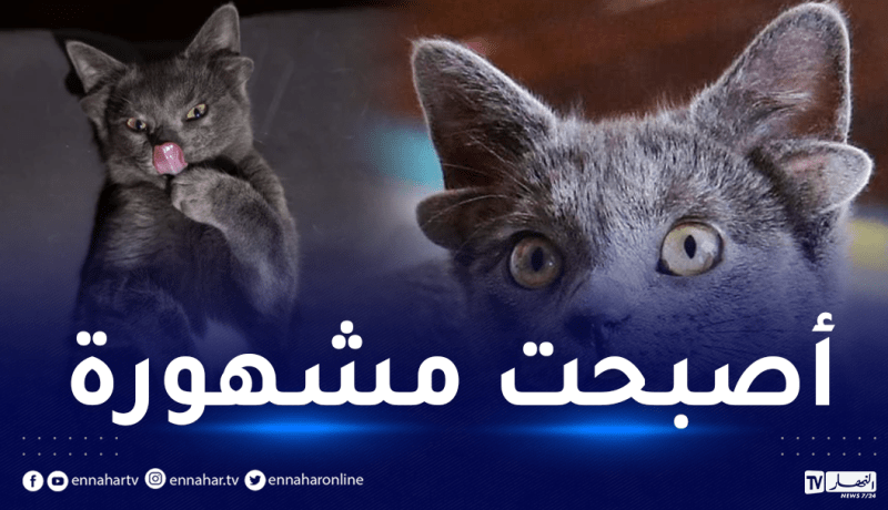 شاهد.. قطة بـ 4 آذان تغزو مواقع التواصل الإجتماعي