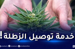 شركة أوبر تطلق خدمة توصيل مخدر الحشيش والماريغوانا في كندا!