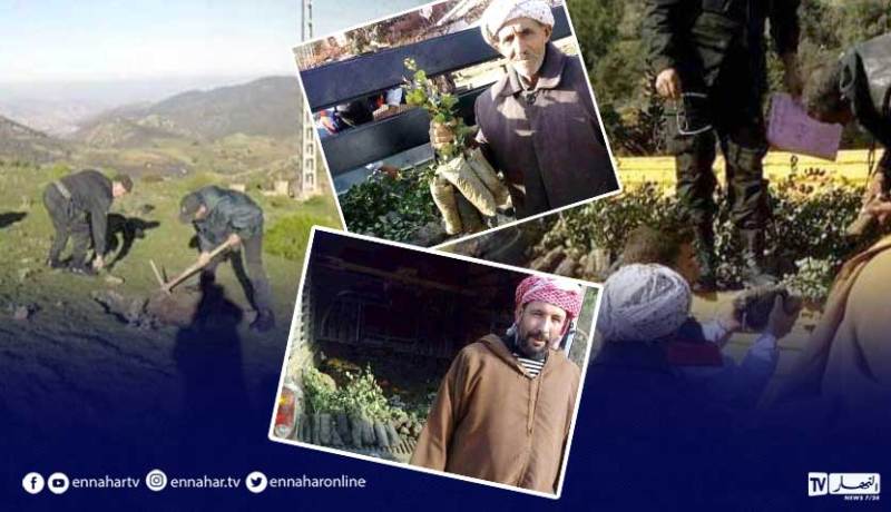 الشلف: مصالح الغابات توزع 5370 شتلة خروب على فلاحي مناطق الظل