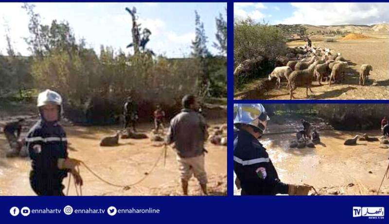 الشلف: إنقاذ 70 رأسا من الغنم علقت في الأوحال بشعبة عبيد بأولاد فارس