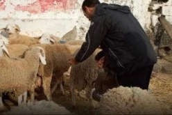 عين الدفلى: عصابات سرقة الاغنام تعود من جديد وتثير الرعب وسط المربيين