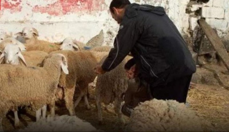 عين الدفلى: عصابات سرقة الاغنام تعود من جديد وتثير الرعب وسط المربيين