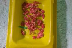 بالصور.. الغانيون يعتمدون على السحر والشعوذة للإطاحة بالساورة