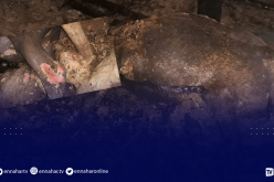 الشلف: إحتراق إسطبل ونفوق 15 رأسا من المواشي