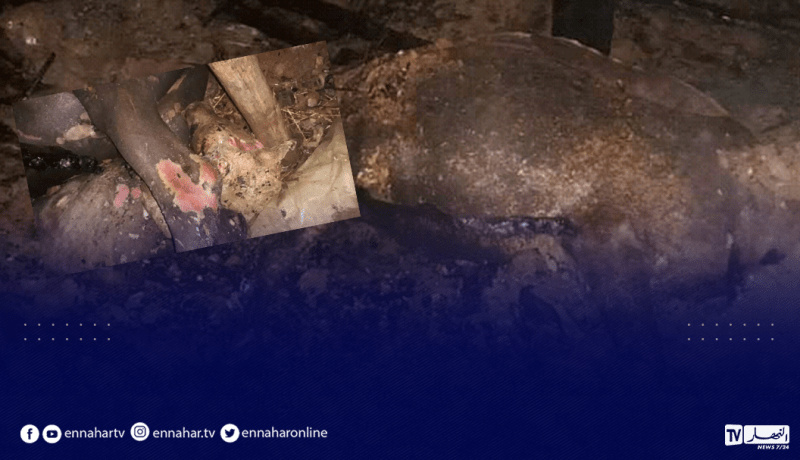 الشلف: إحتراق إسطبل ونفوق 15 رأسا من المواشي