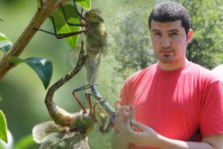 باحث جزائري يدرس تعويض المبيدات بحشرة اليعسوب