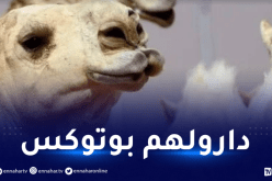 السعودية: منع عشرات الجِمال من المشاركة في مسابقة الإبل والسبب غريب