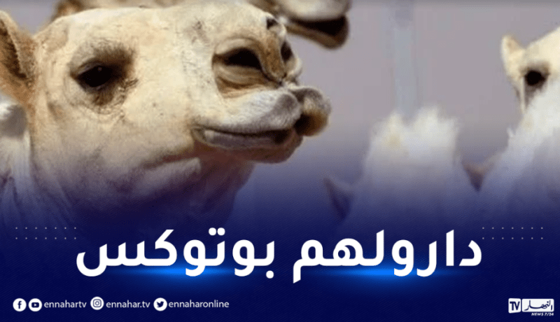السعودية: منع عشرات الجِمال من المشاركة في مسابقة الإبل والسبب غريب
