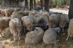 مرض الجدري.. انطلاق حملة التلقيح