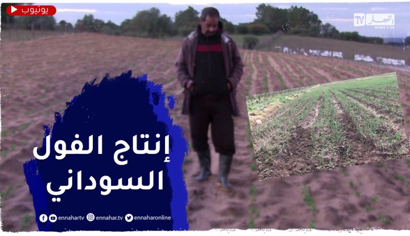 الطارف : إنتاج الفول السوداني .. فلاحو منطقة الريغية يرفعون التحدي