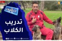 جزائريون: تدريب الكلاب.. مهنة جديدة فضلها محرز لتكون مصدر رزقه