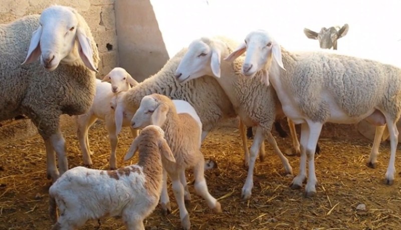 العثور على 94 رأس غنم نافقة تم التنكيل بها من قبل مجهولين بسطيف