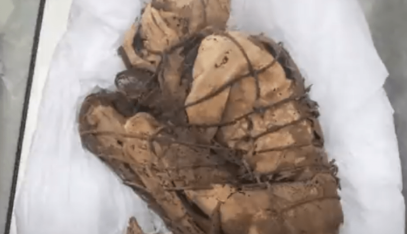 قصة المومياء المقيّدة التي عُثر عليها في البيرو