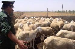 قالمة: تفكيك شبكة مختصة في سرقة المواشي واسترجاع 11 رأسا