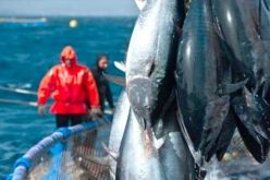 تعديل القرار الوزاري المنظم لحملة صيد التونة الحمراء