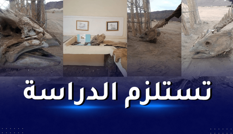 إكتشاف هياكل عظمية غامضة بتين هيوان في جانت وتحويلها للمتحف