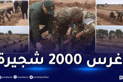الجيش يشارك في حملة تشجير بواد السبع في سيدي بلعباس