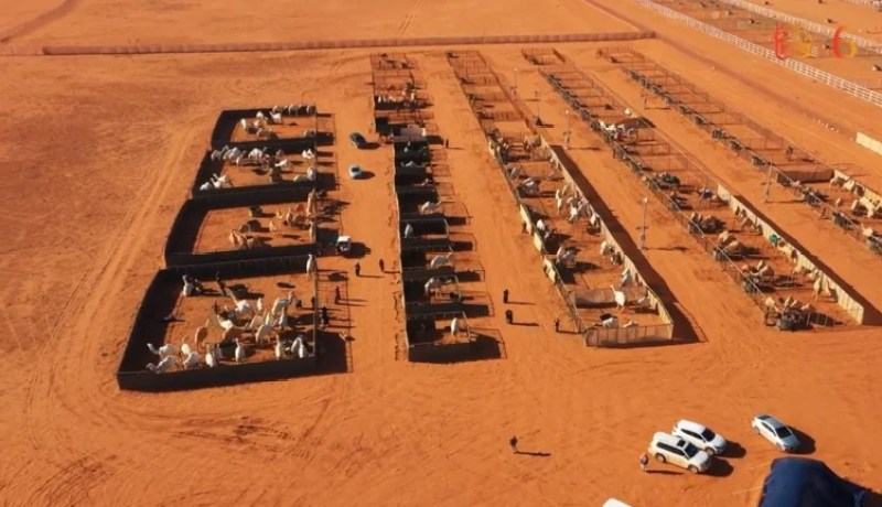 فندق 5 نجوم للإبل