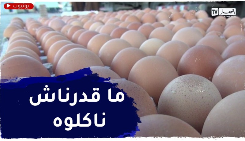 ميلة : إنتاج أكثر من 170 مليون بيضة في الموسم الفلاحي والأسعار لازالت مرتفعة
