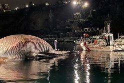 إسبانيا: العثور على حوت ضخم نافق على الشاطئ