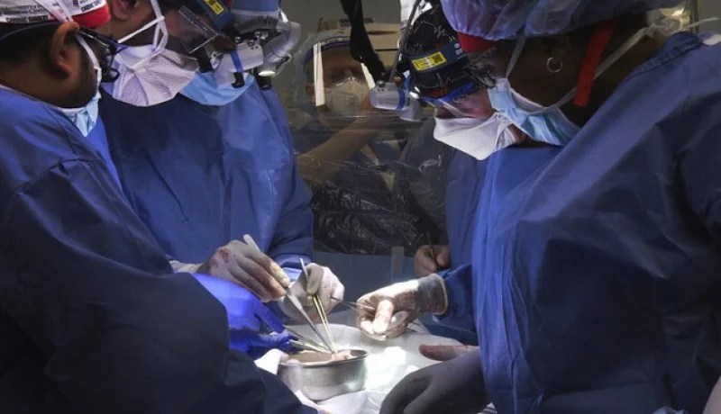 العلماء يعلِّقون على زراعة قلب خنزير في جسم إنسان