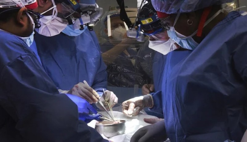 إجراء أول عملية زراعة قلب خنزير في جسم إنسان.. كيف هذا !