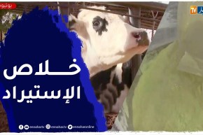 فلاحة: إستيراد مليوني بقرة .. هذا ما تحتاجه الجزائر لوقف إستيراد غبرة الحليب