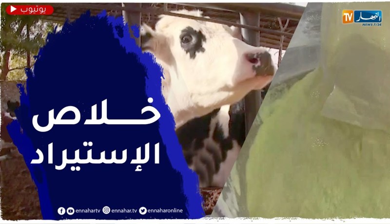 فلاحة: إستيراد مليوني بقرة .. هذا ما تحتاجه الجزائر لوقف إستيراد غبرة الحليب