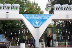 تحويل 6 هكتارات من غابة حيدرة إلى مدينة إنتاج سينمائي