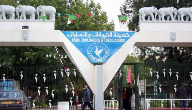 تحويل 6 هكتارات من غابة حيدرة إلى مدينة إنتاج سينمائي