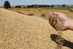 رفع أسعار شراء القمح اللين والصلب من الفلاحين.. وهذا ثمنها الجديد