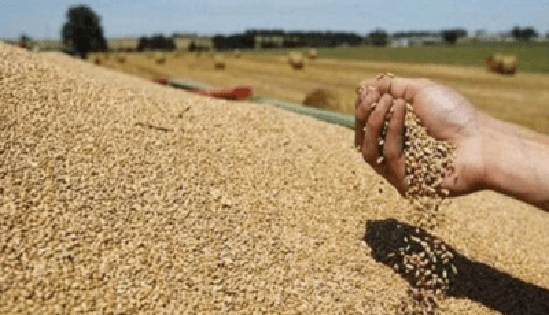 رفع أسعار شراء القمح اللين والصلب من الفلاحين.. وهذا ثمنها الجديد
