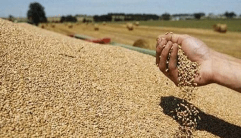 وزير الفلاحة: تجميع 13 مليون قنطار من الحبوب لموسم 2020 /2021