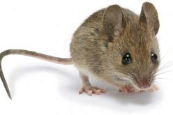 دراسة: متحوّر أوميكرون تطوّر في الفئران!