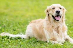 شابة كولومبية تجبر كلبها على تعاطي الحشيش