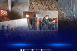 حجز 800 قنطار من البطاطا غير مصرح بها بأولاد خلوف في ميلة