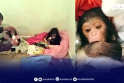 العثور على قردين من فصيلة “الشامبنزي” في غابات “البويهي” بتلمسان!