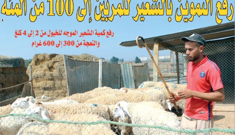 زيادة التموين بالشعير للمربين إلى 100 من المئة