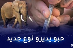 الأرجنتين: وفاة 24 شخصا بسبب خلط الكوكايين بمخدر حيوان الفيل