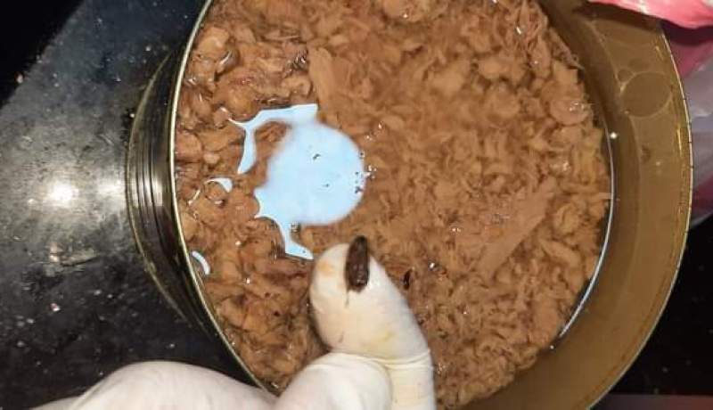 فضلات فئران وصراصير بمخابز ومحلات حلويات بوهران!!