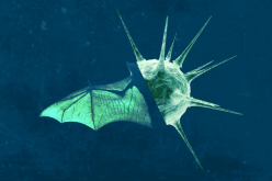 انتقال شرس ووفيات أكبر.. فيروس جديد يهدد البشرية