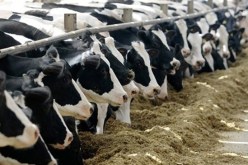 استيراد 22 ألف عجل للتسمين تحضيرا لشهر رمضان