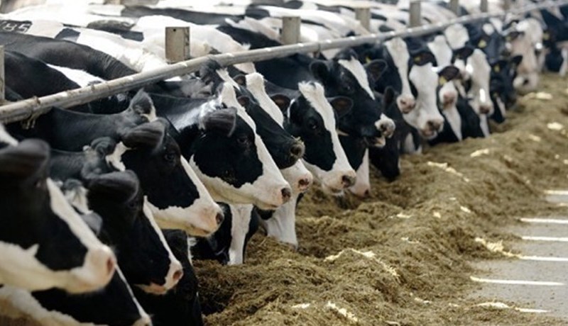 استيراد 22 ألف عجل للتسمين تحضيرا لشهر رمضان